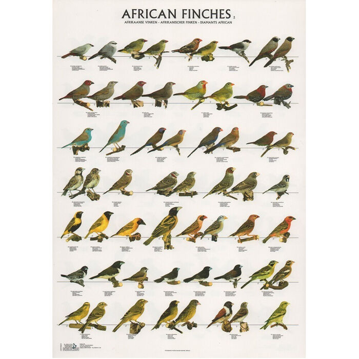 Poster Diamantes Africanos 2 Laminado A4