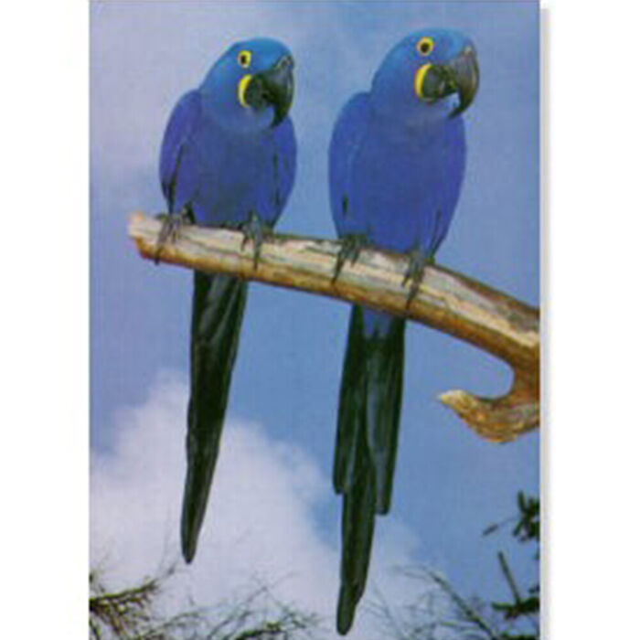 Poster Arara Jacinta/Violeta Laminado A4