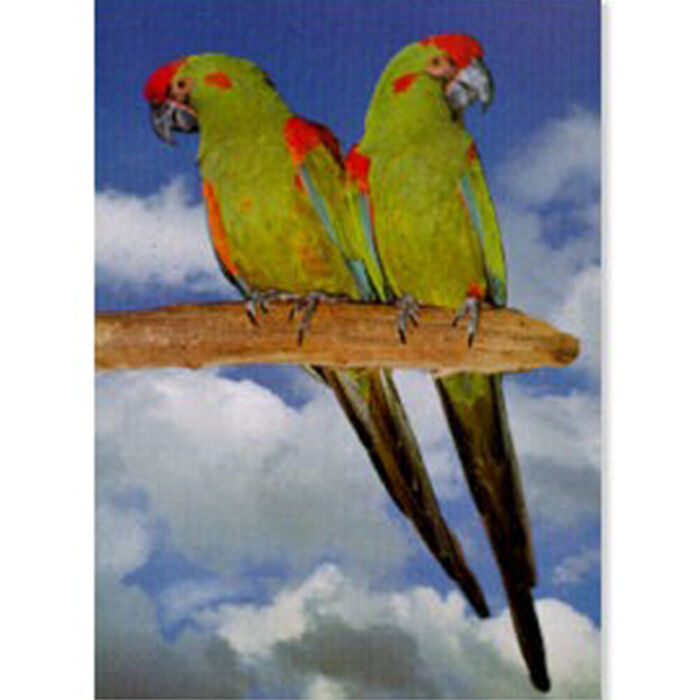 Poster Arara Cabeça Vermelha Laminado A4