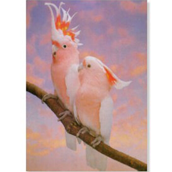 Poster Catatuas Major Mitchel Laminado A4