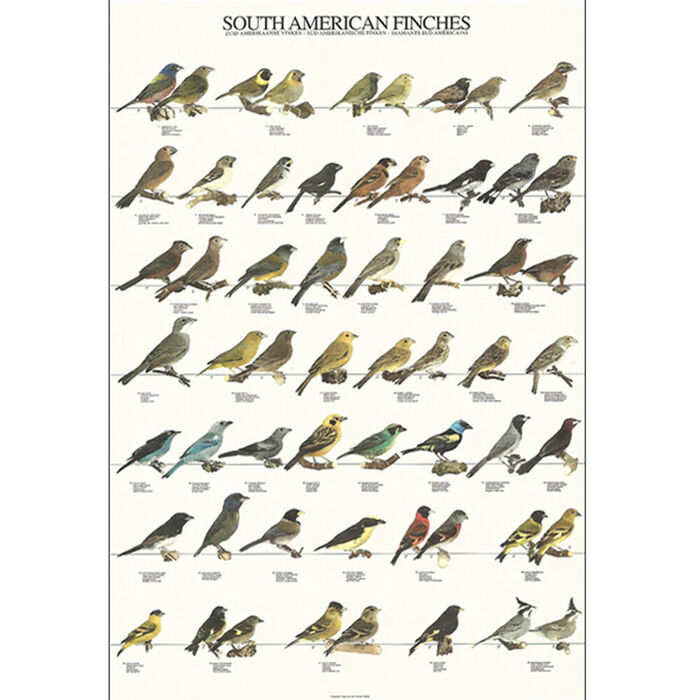 Poster Diamantes Sul-Americanos Laminado A4