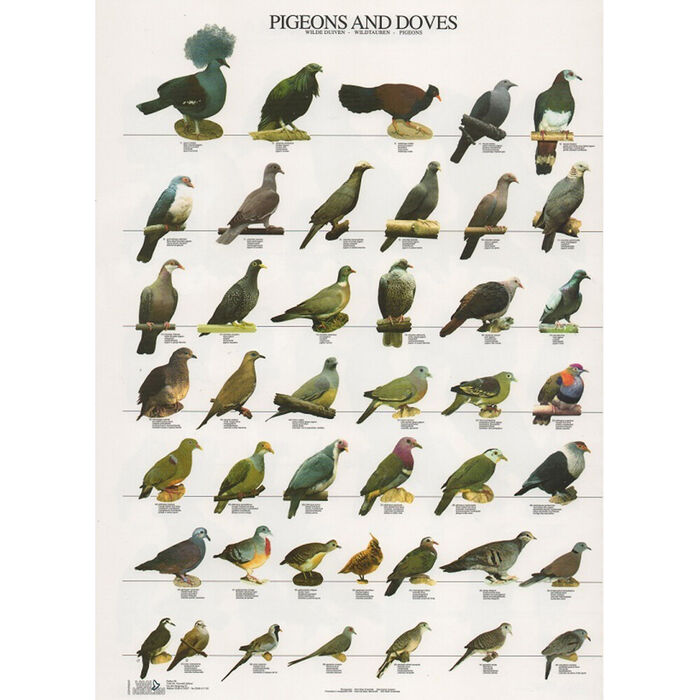 Poster Pombos E Rolas Laminado A4