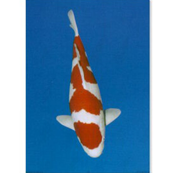 Poster Carpa Koi Kohaku Laminado A4