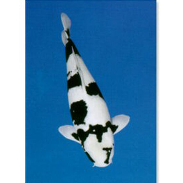Poster Carpa Koi Shiro Utsuri Laminado A4