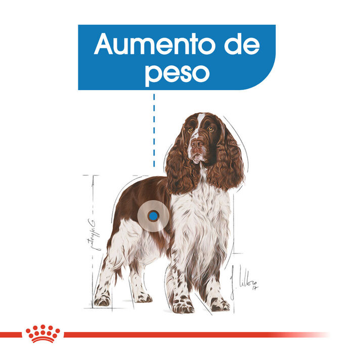 Royal Canin Medium Light Weight Care 3 Kg