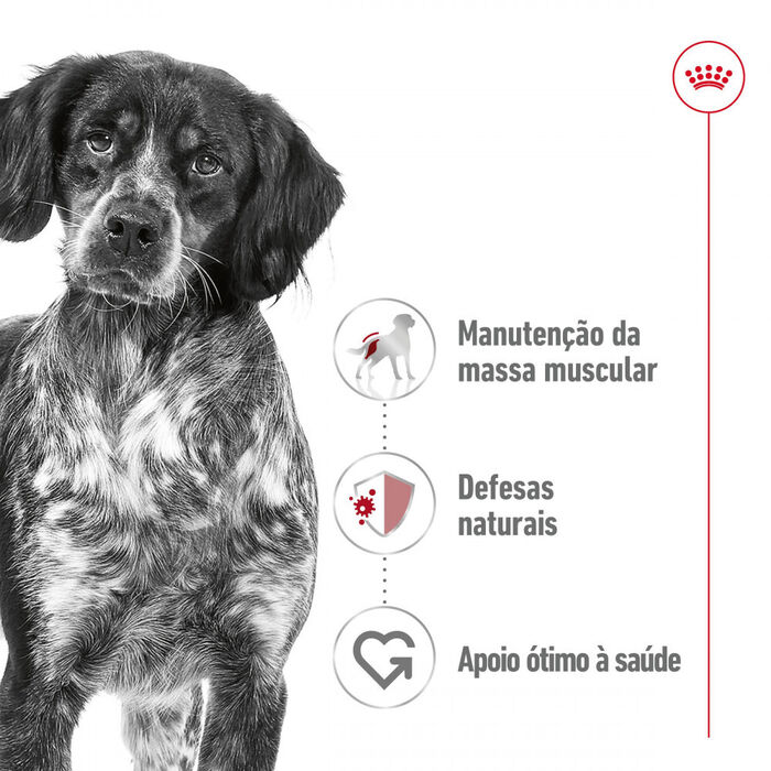 Royal Canin Medium Adult (Patê) 12 X 410 Gr