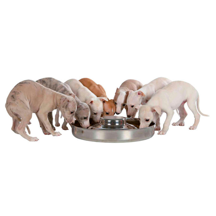 Junior - Gamela Inox Puppy P/ Cachorros - Ø38 Cm