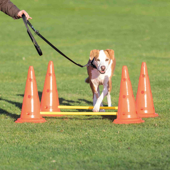 Conjunto De Obstaculos  P/ Agility Ø 23X30/78 Cm