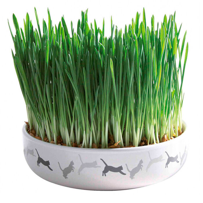 Gamela Ceramica Com Erva De Gato 15 Cm / 50 Gr