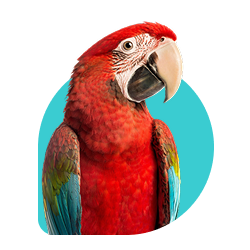 website image