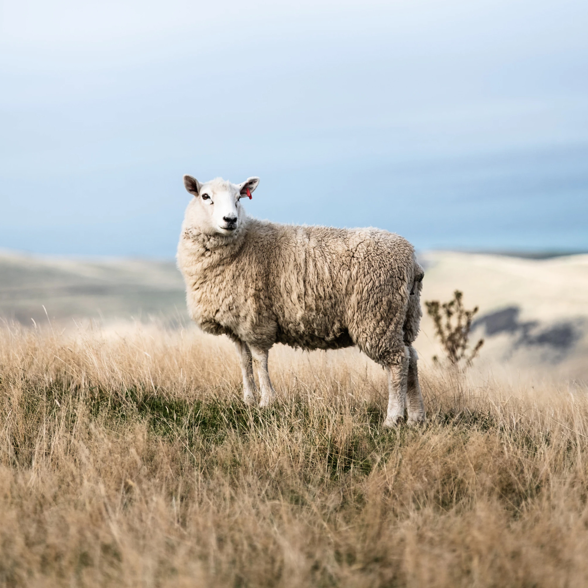 Quels sont les avantages de la laine mérinos?